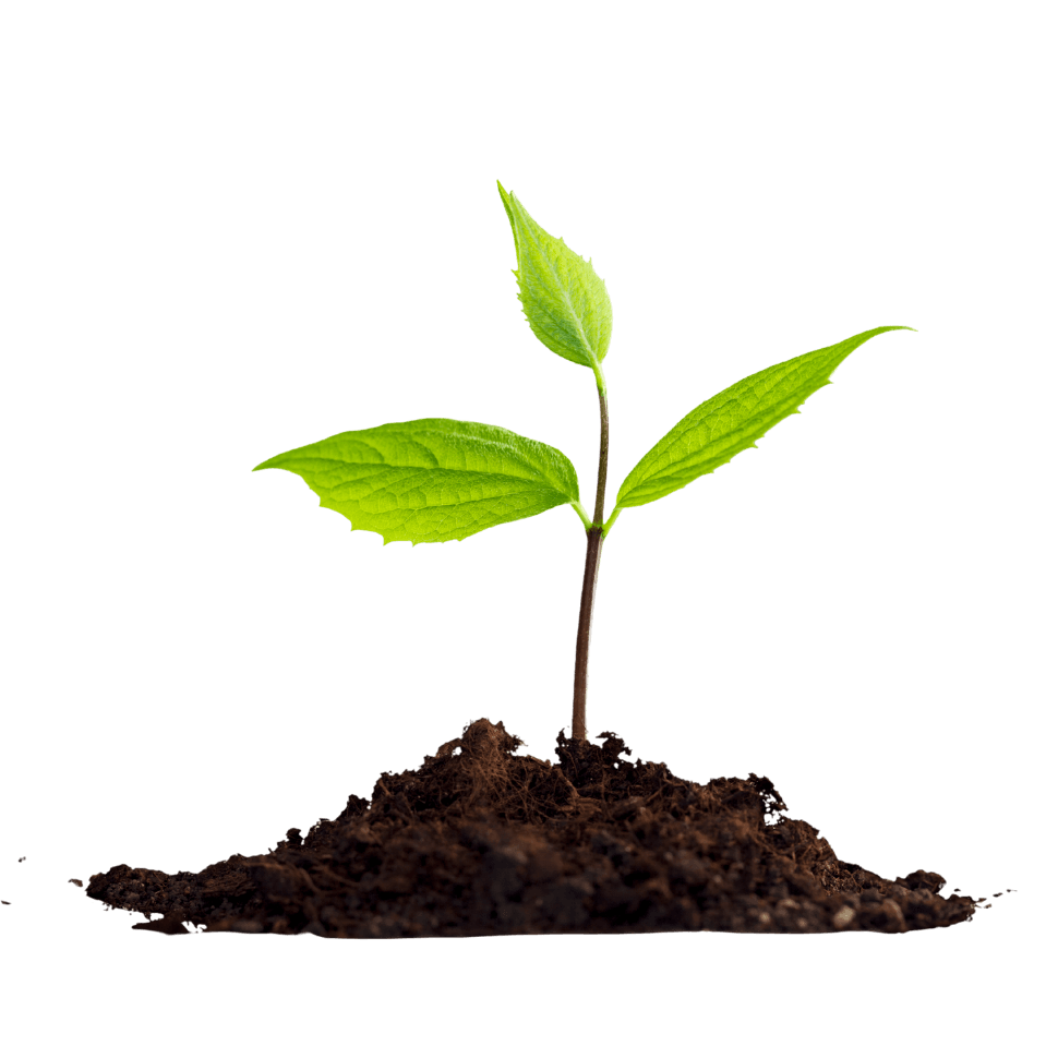 Young green plant seedling with fresh leaves growing from dark soil against white background